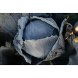 CABBAGE; RED; Langedijk Red Late 2 CABBAGE; RED; Langedijk Red Late 2