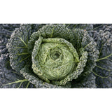 CABBAGE; SAVOY; Westlandse Putjes CABBAGE; SAVOY; Westlandse Putjes