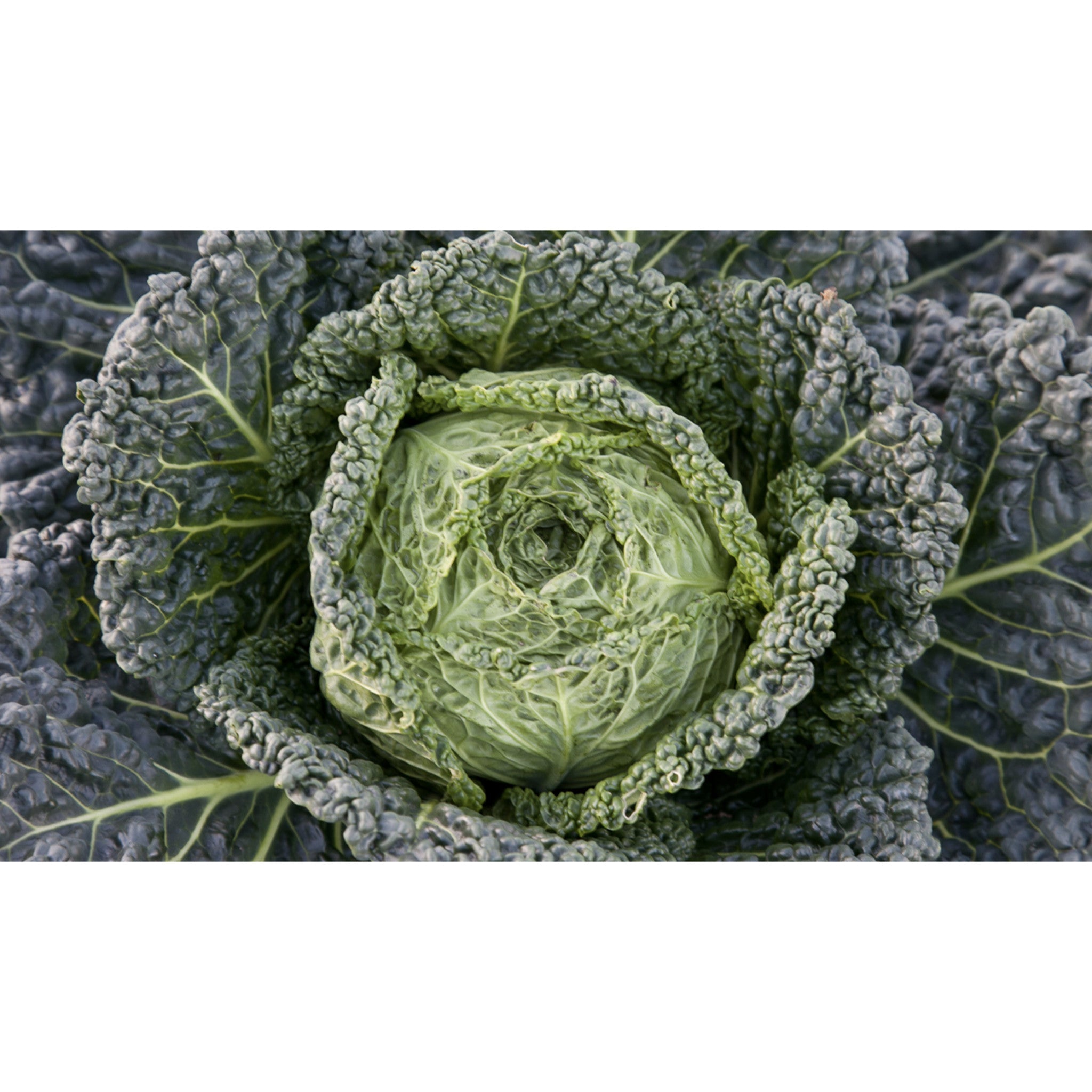 CABBAGE; SAVOY; Westlandse Putjes CABBAGE; SAVOY; Westlandse Putjes