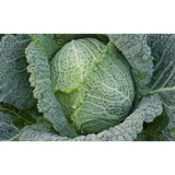 CABBAGE; SAVOY; Winter King CABBAGE; SAVOY; Winter King