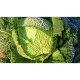 CABBAGE; SAVOY; Rearguard/Ormskirk CABBAGE; SAVOY; Rearguard/Ormskirk