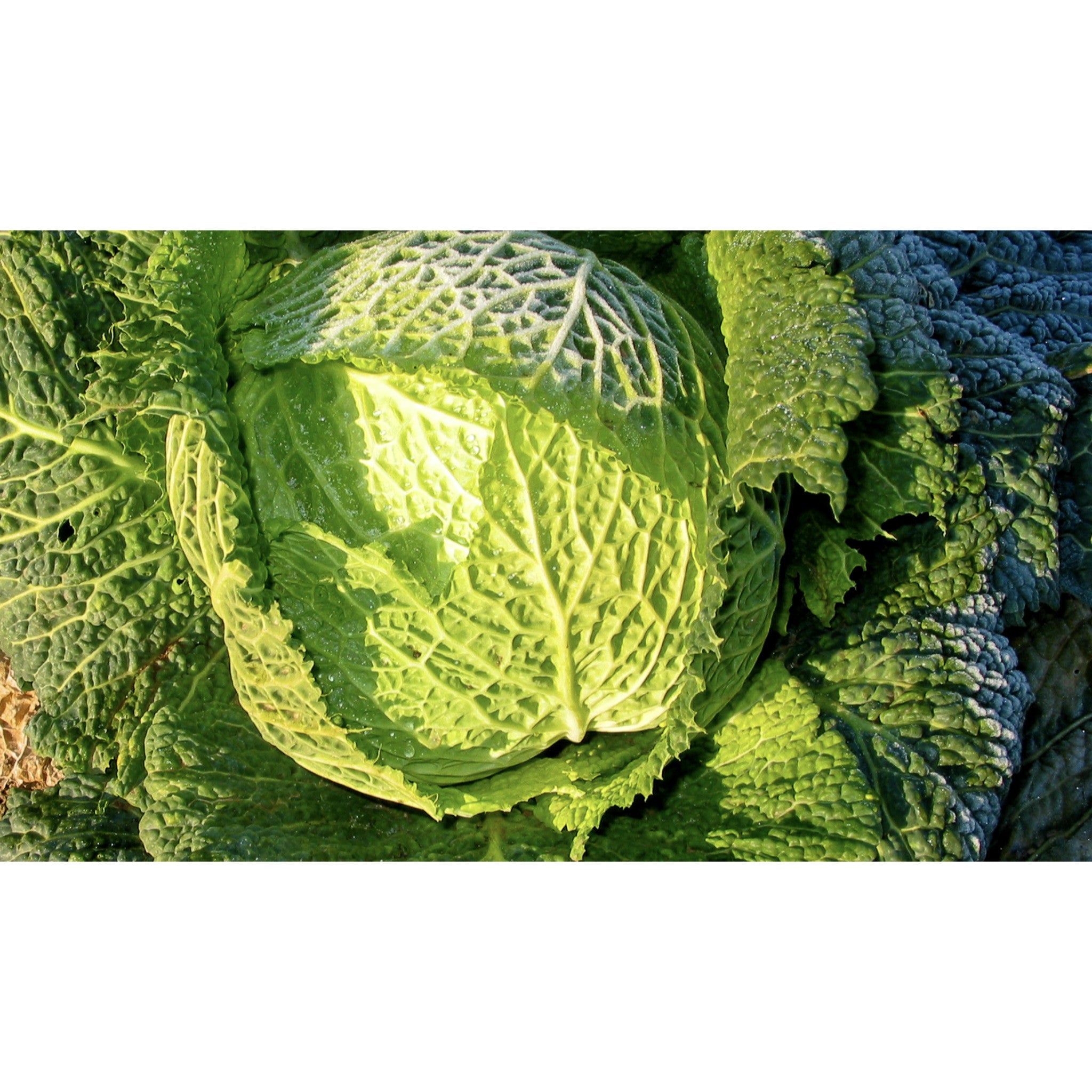 CABBAGE; SAVOY; Rearguard/Ormskirk CABBAGE; SAVOY; Rearguard/Ormskirk