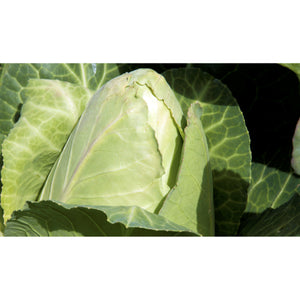 CABBAGE; WHITE; Chateaurenard