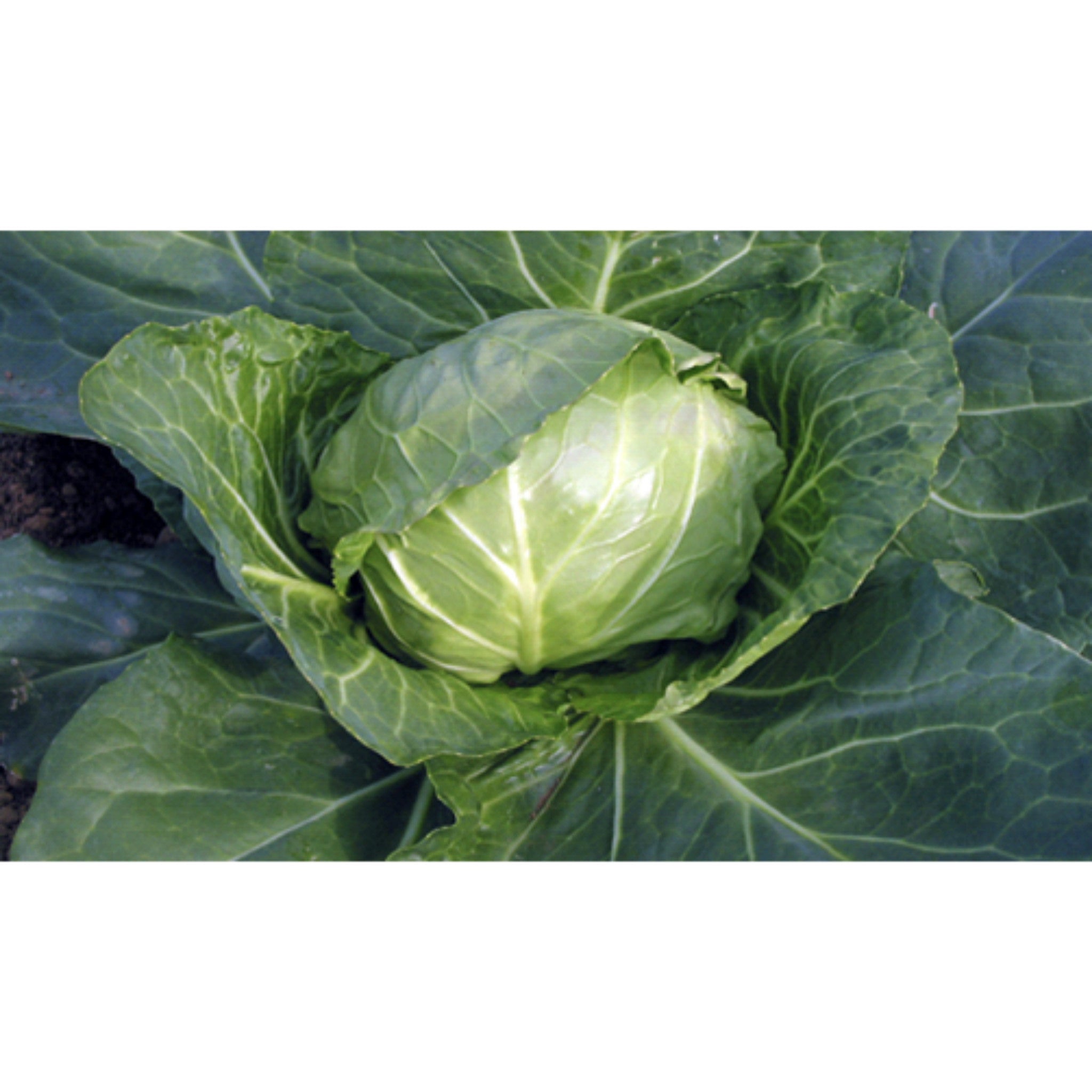 CABBAGE; WHITE; Derby Day CABBAGE; WHITE; Derby Day