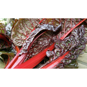 LEAF BEET; Rhubarb Chard