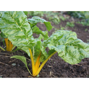 Image Title LEAF BEET; Pirol