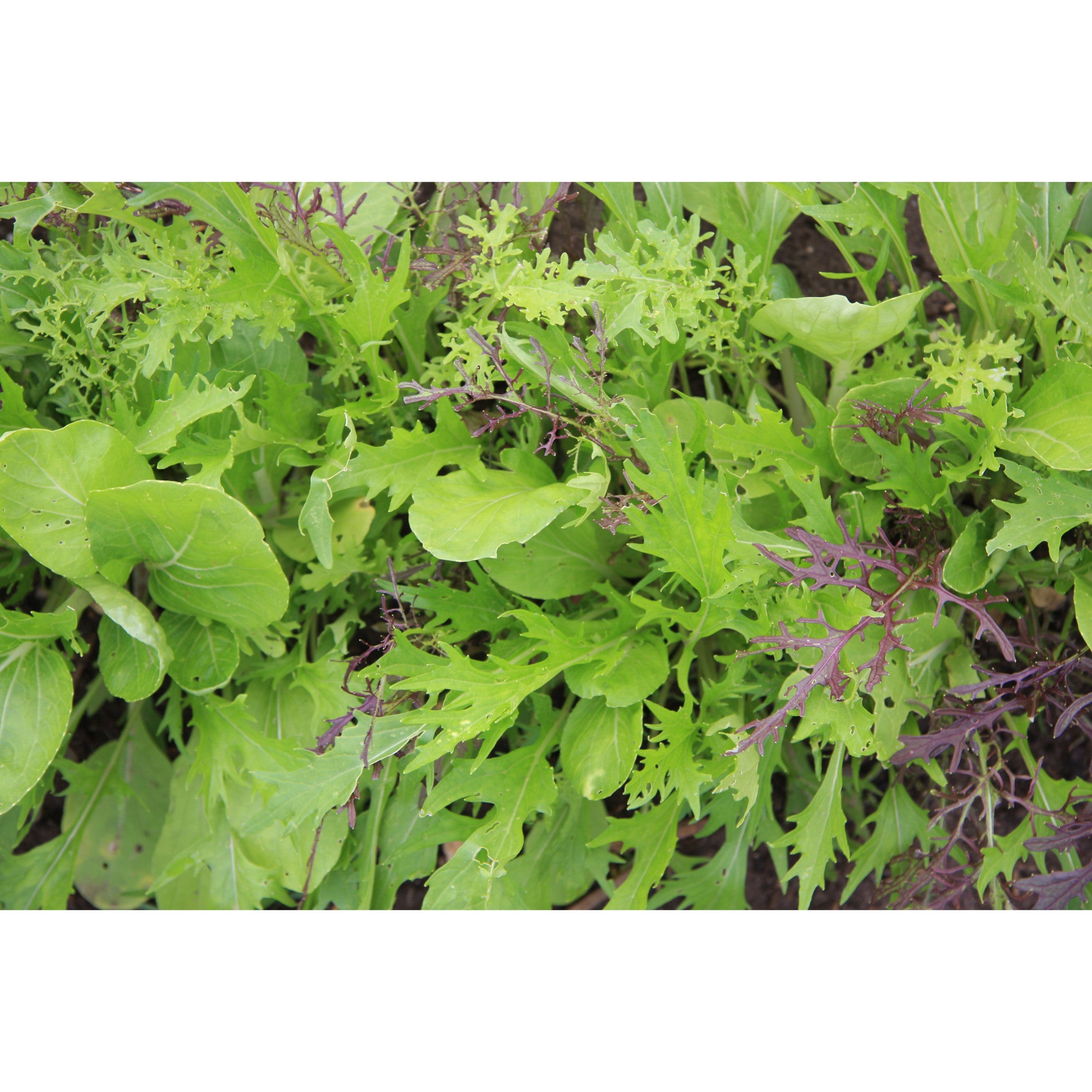SALAD GREEN; Asian leaves mix