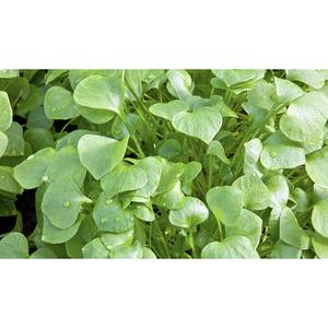 SALAD GREEN; Winter Purslane