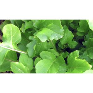 SALAD GREEN; Rocket
