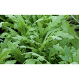 SALAD GREEN; Chop Suey Green