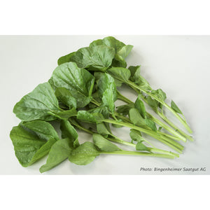 SALAD GREEN; Land Cress