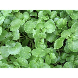 SALAD GREEN; Water Cress
