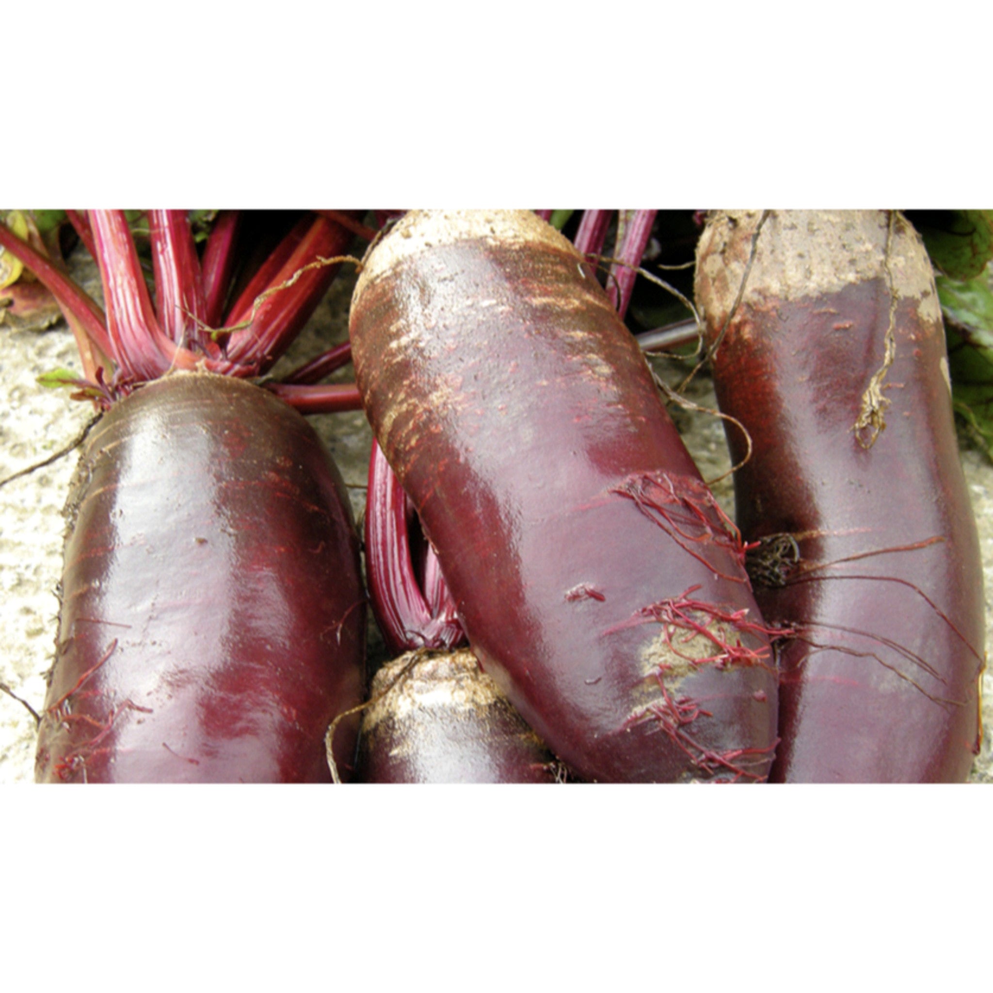 BEETROOT; Cylindra BEETROOT; Cylindra