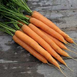 CARROT; Amsterdam Forcing