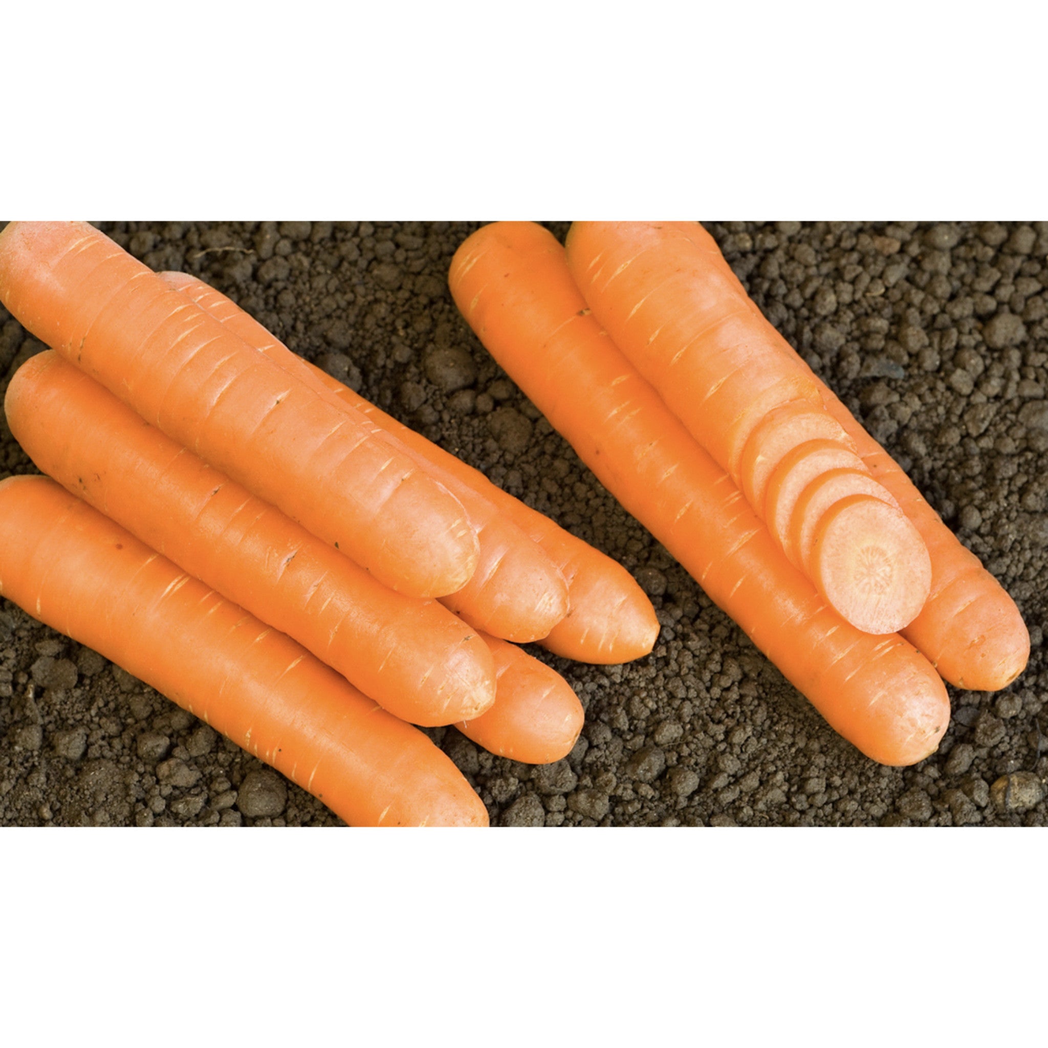 CARROT; Nantes 2/Fanal