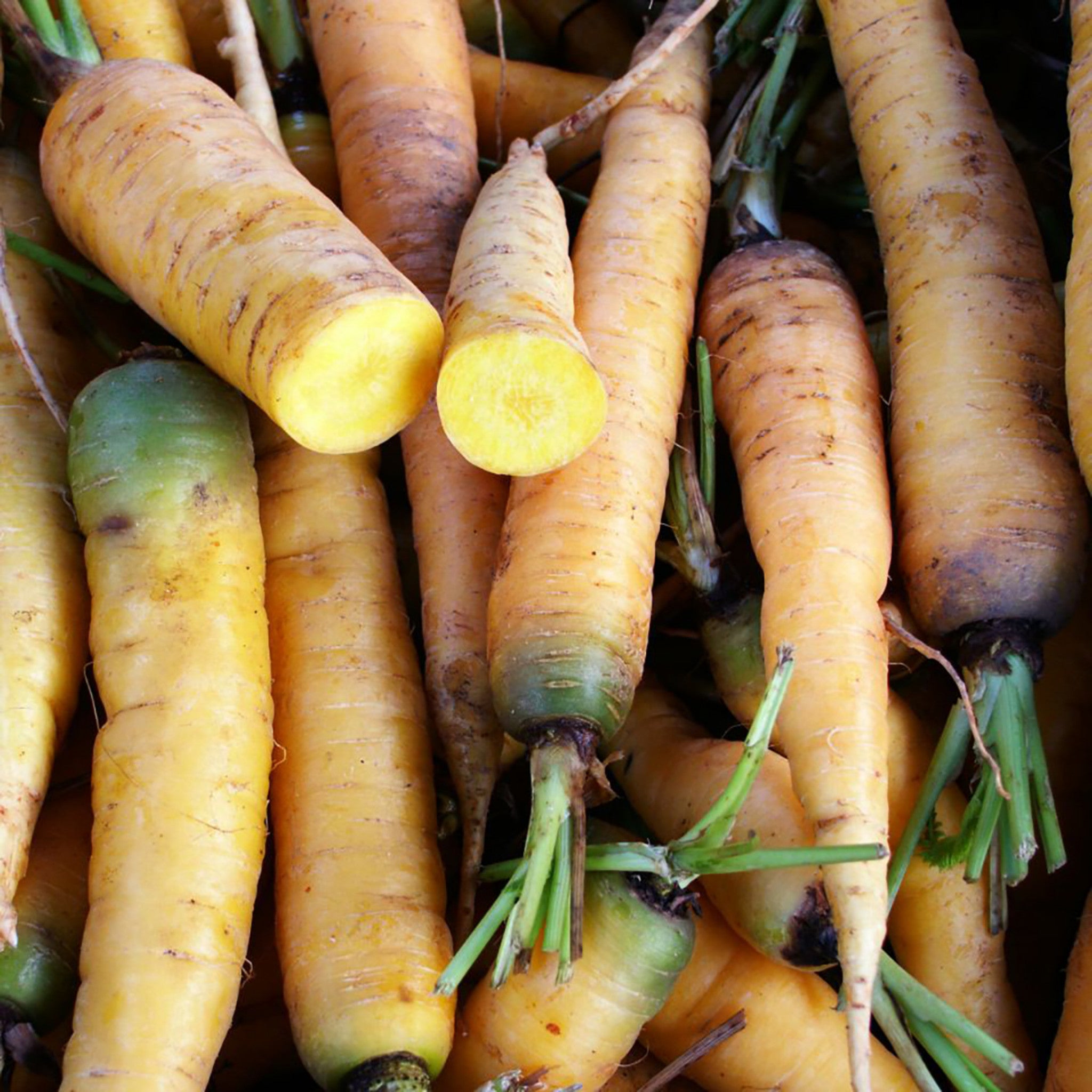 CARROT; Jaune du Doubs