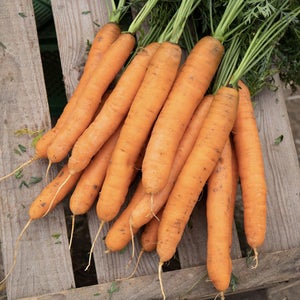 CARROT; Dolciva