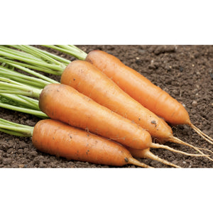 CARROT; Oxhella
