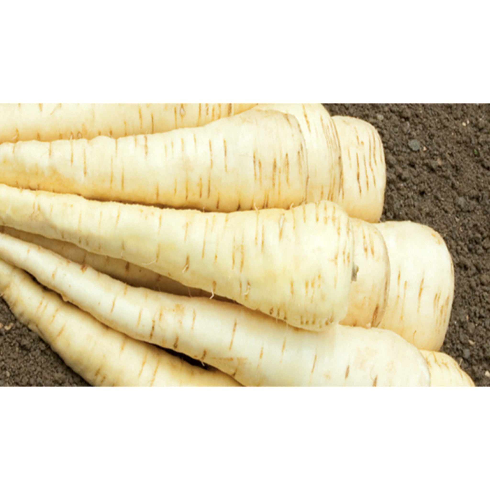 PARSNIP; Tender and True