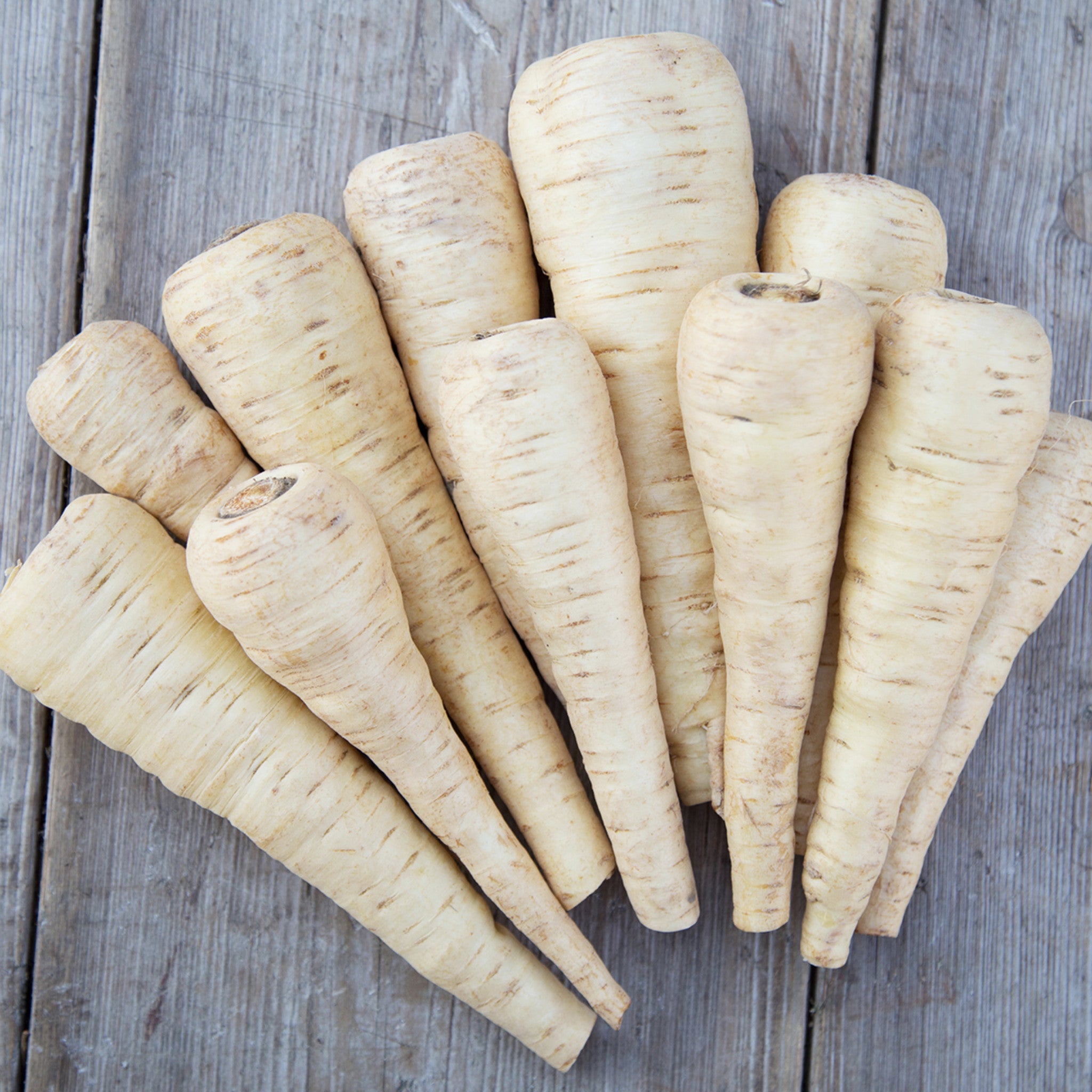 PARSNIP; Turga
