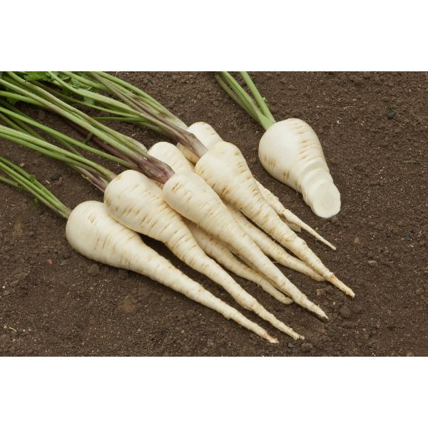 PARSNIP; Halblange White