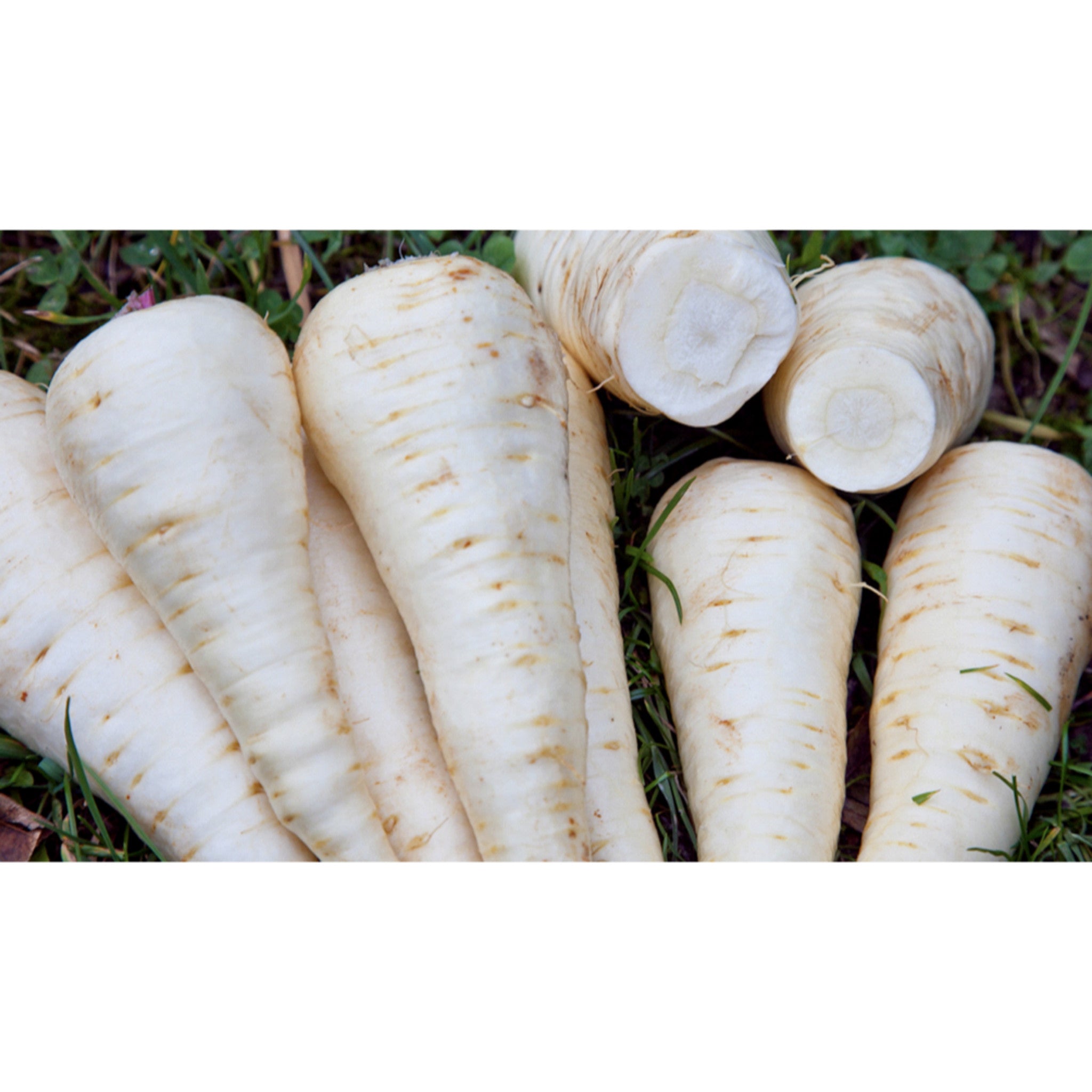 PARSNIP; White Gem