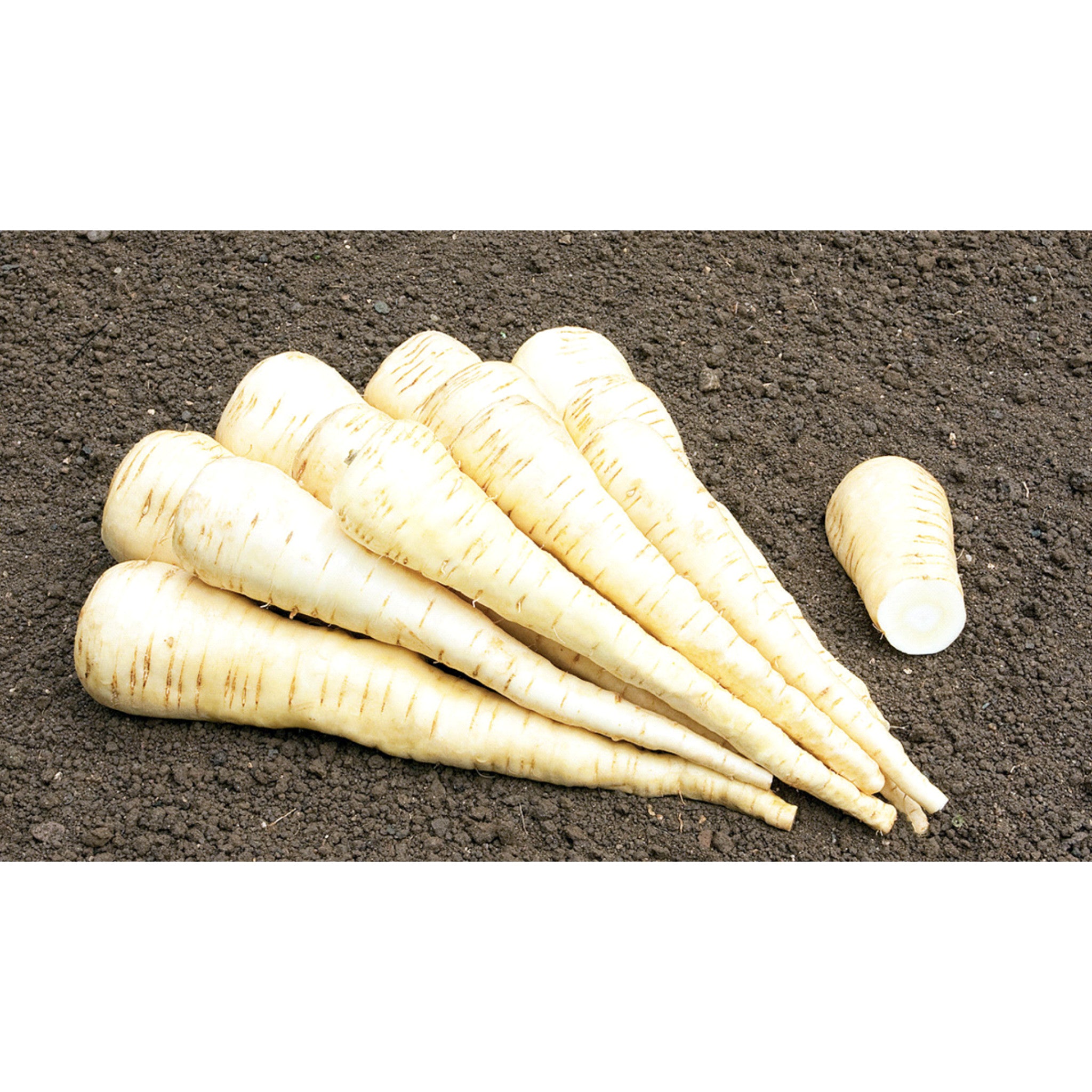 PARSNIP; Aromata