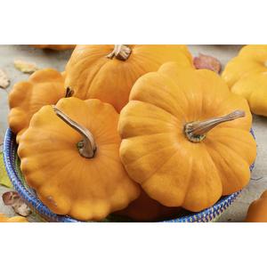 SQUASH; Orange Patisson