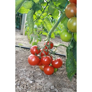 TOMATO; Tica