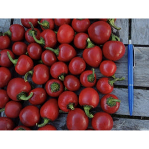 CHILLI; Ballito