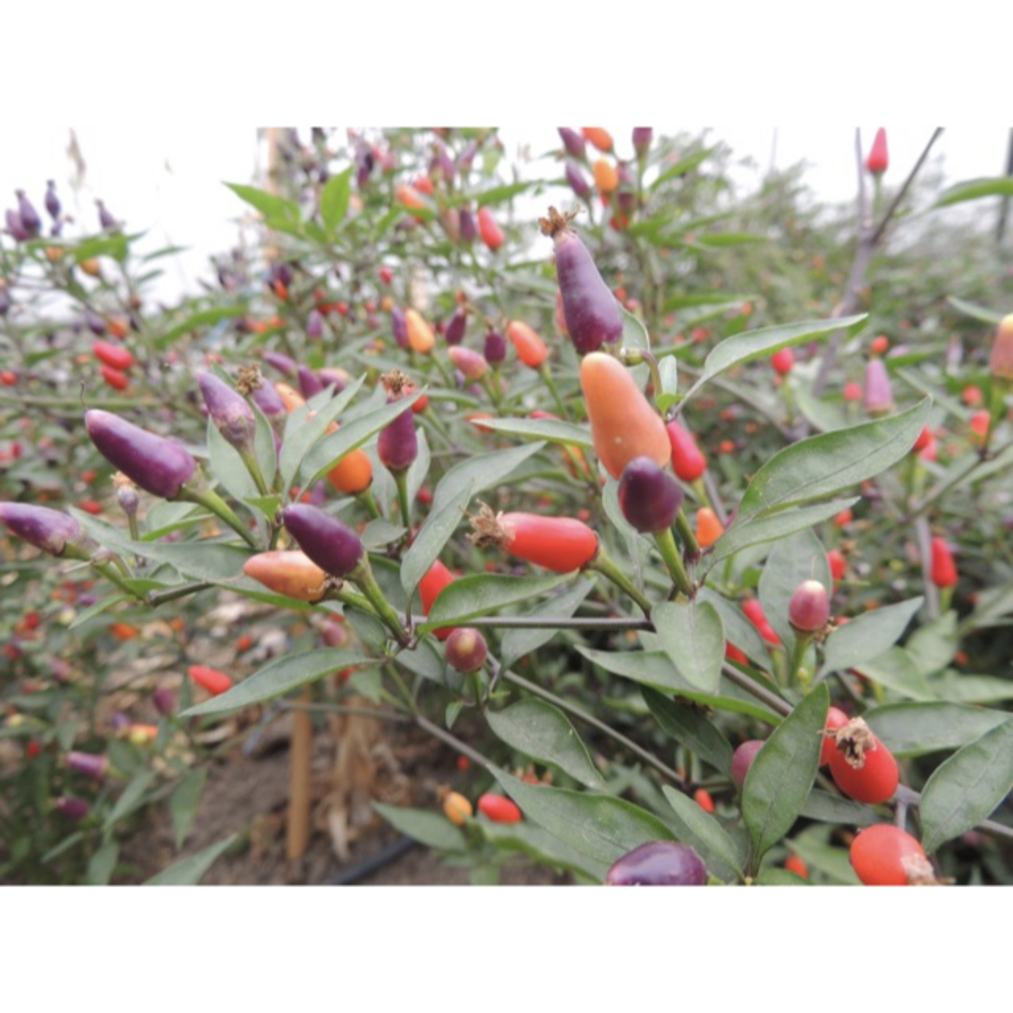 CHILLI; Bolivian Rainbow