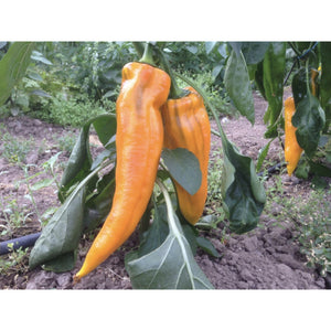 PEPPER; Corno Giallo